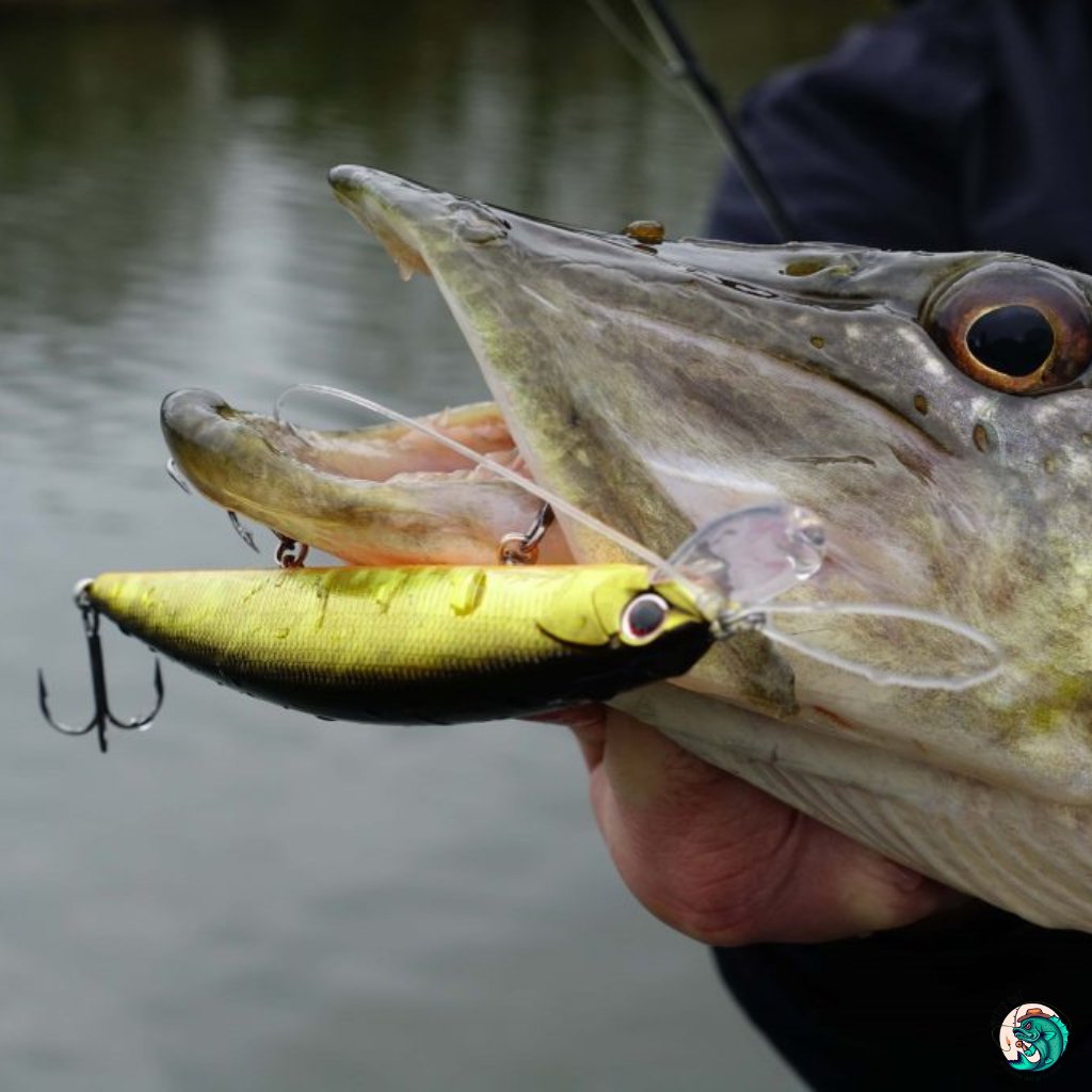 Apprivoiser les Jerkbaits - Mister Bait