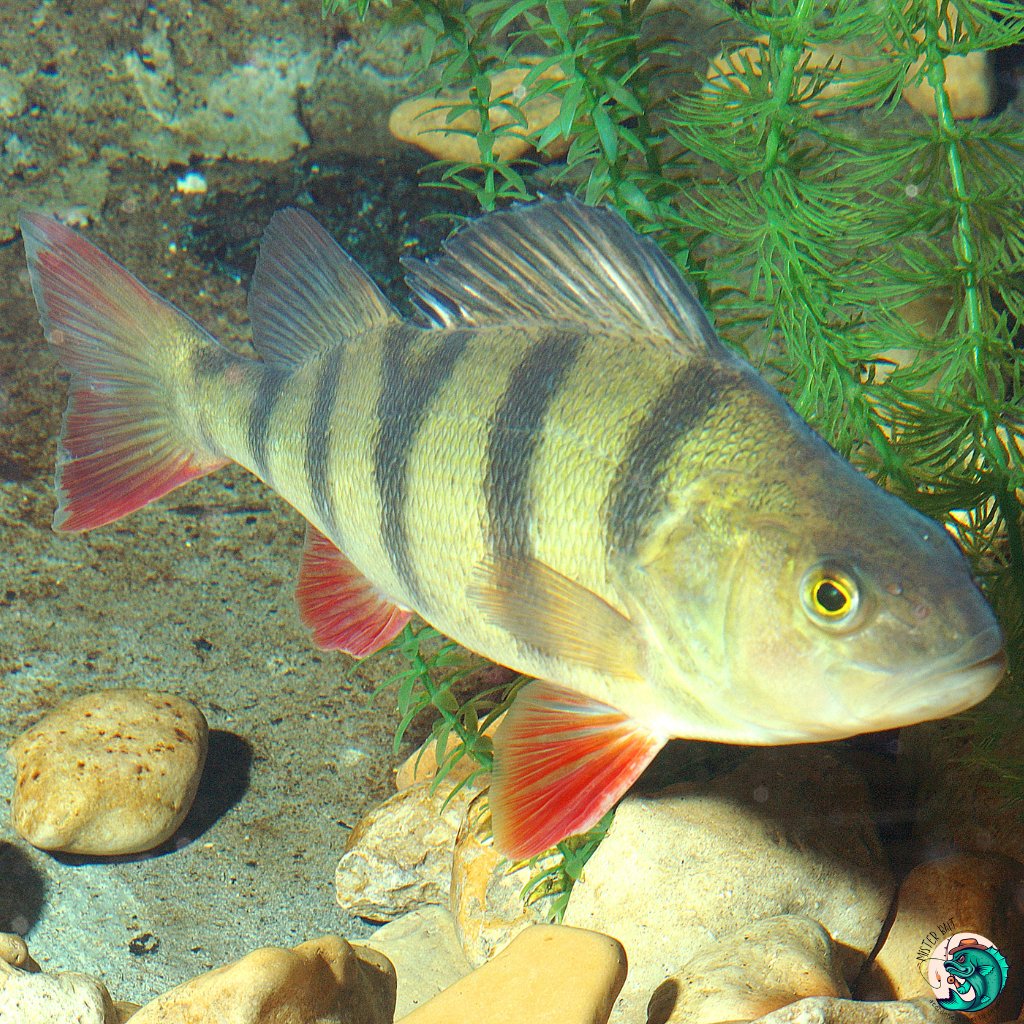 Techniques de Pêche aux Carnassiers - Mister Bait